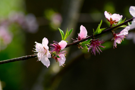桃花