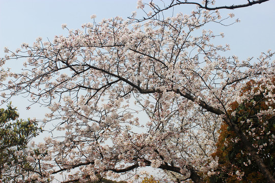 櫻花 花滿枝頭