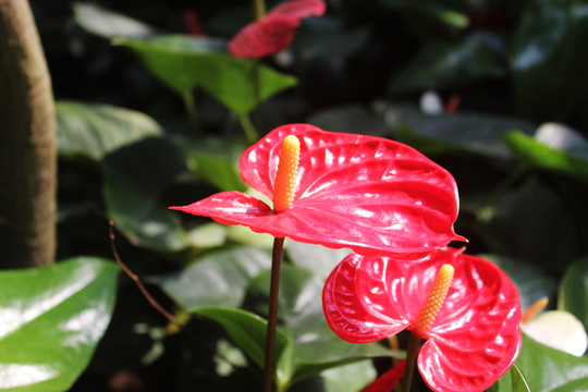 花燭 紅掌