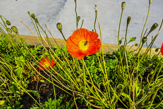 蜜蜂采蜜 紅花