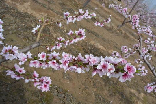 桃樹枝