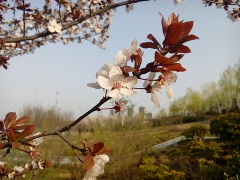 野桃花