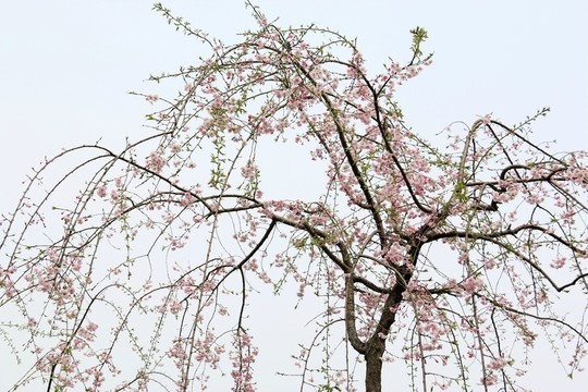 垂絲海棠
