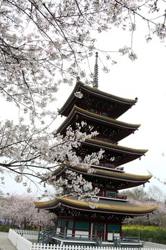 櫻花園風(fēng)景