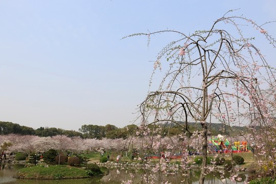 櫻花園風(fēng)景