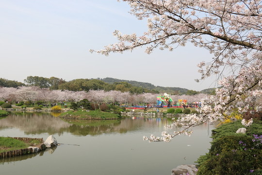 櫻花園風(fēng)景