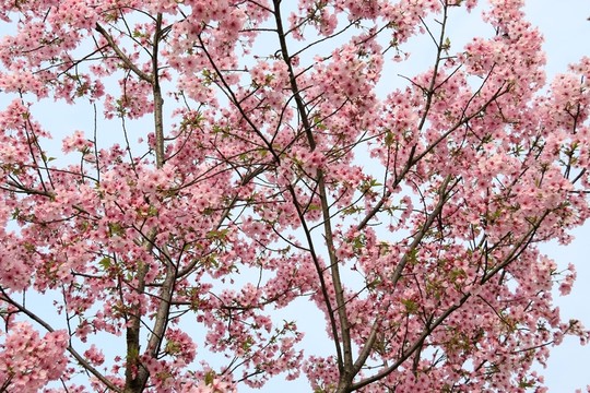 櫻花