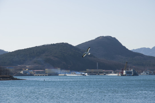 海鷗