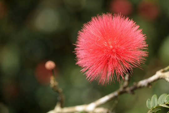 株櫻花