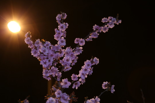 夜梅