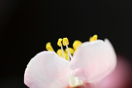 桃花小曲