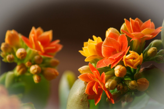 長(zhǎng)壽花