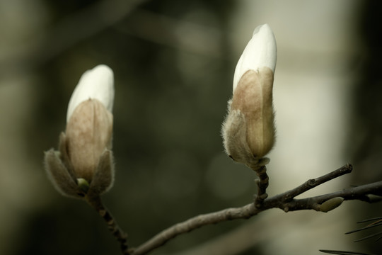 玉蘭花蕾