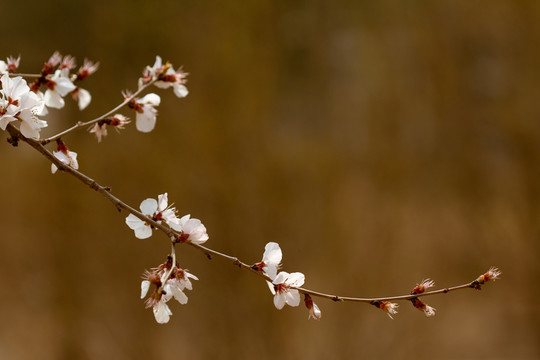 一支桃花