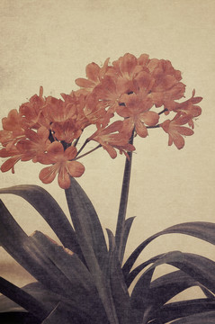 君子蘭