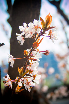 桃花花開
