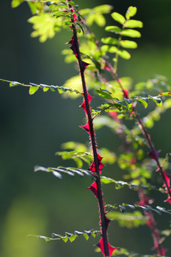 帶刺花枝