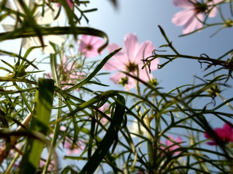 花叢