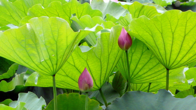 荷花