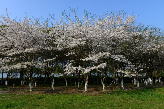 櫻花