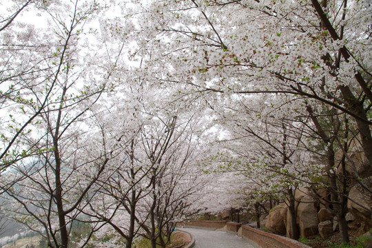 櫻花小路