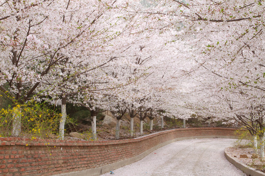 櫻花小路