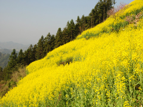 安徽歙縣石潭油菜花