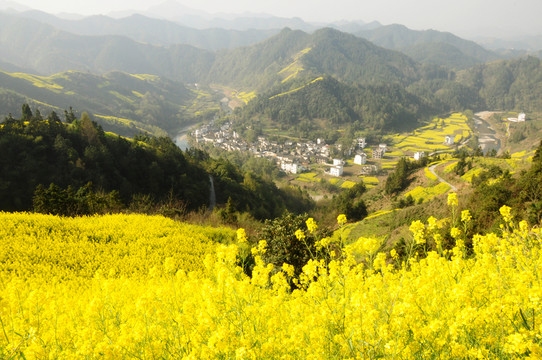 安徽歙縣石潭油菜花