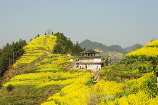 安徽歙縣石潭油菜花