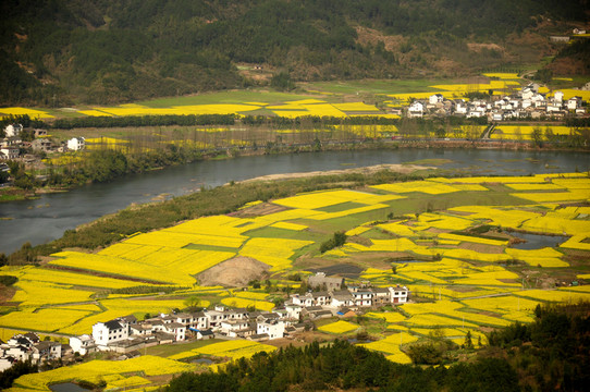 安徽歙縣石潭油菜花