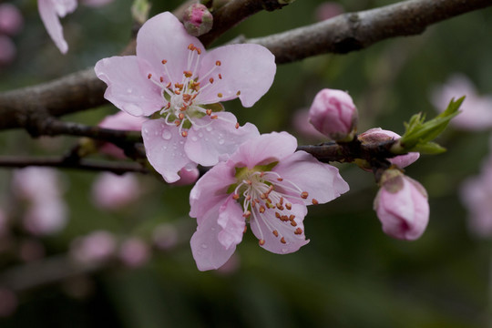 桃花