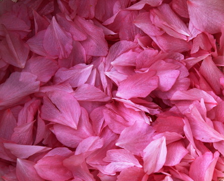 櫻花花瓣