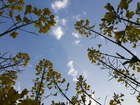 油菜花驕傲盛開迎春光