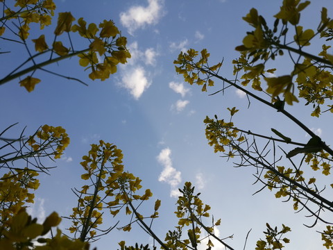 油菜花驕傲盛開(kāi)迎春光
