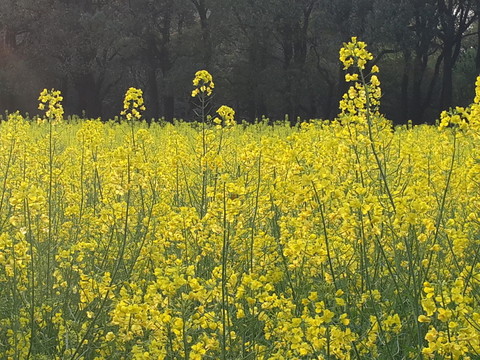 油菜花驕傲盛開迎春光