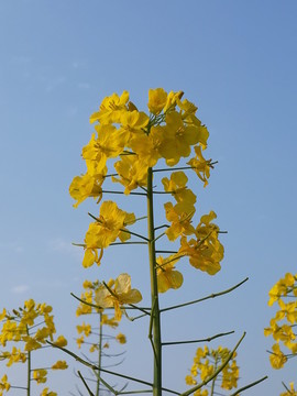 油菜花驕傲盛開迎春光