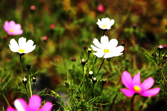 小野花 粉花 白花