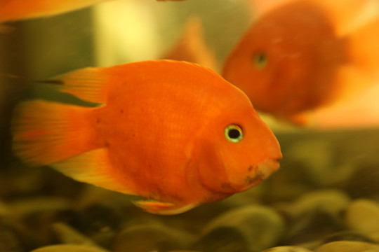 金魚