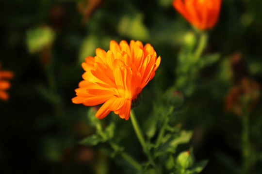 菊花