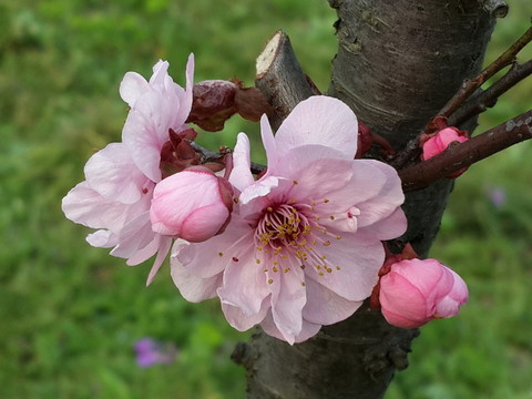梅花迎春