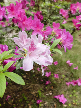 杜鵑花