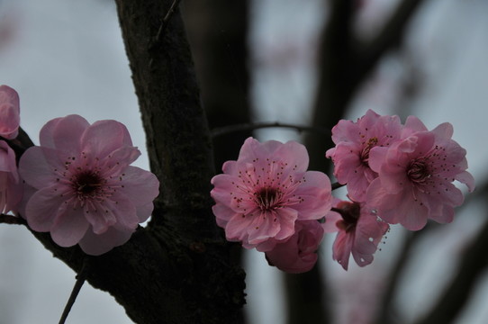梅花迎春