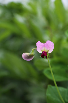 豌豆花