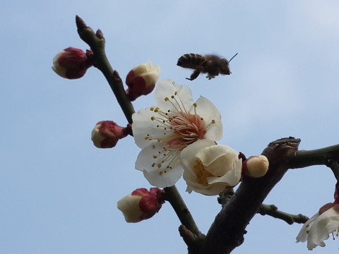 蜜蜂戲梅花