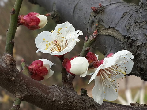 梅花迎春