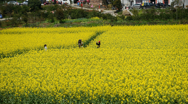 油菜花