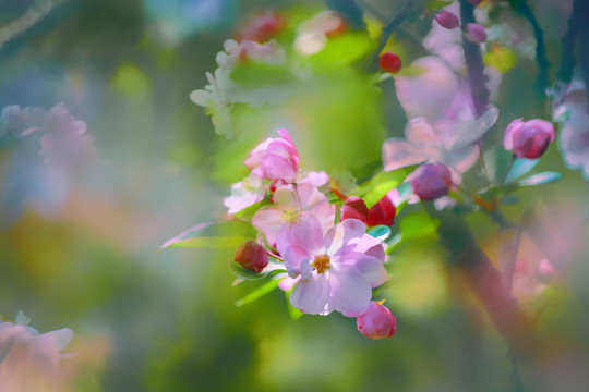 海棠花