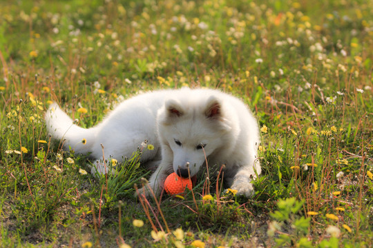 薩摩耶犬