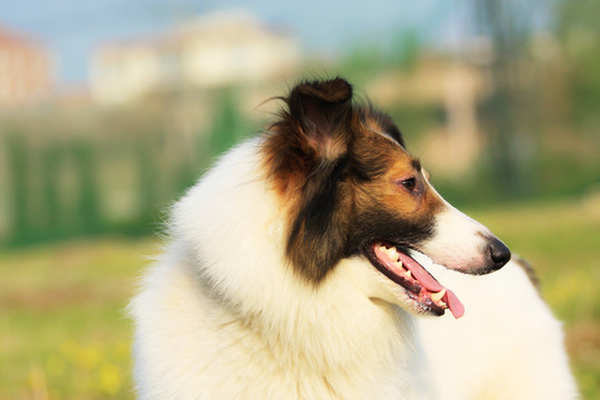 蘇格蘭牧羊犬
