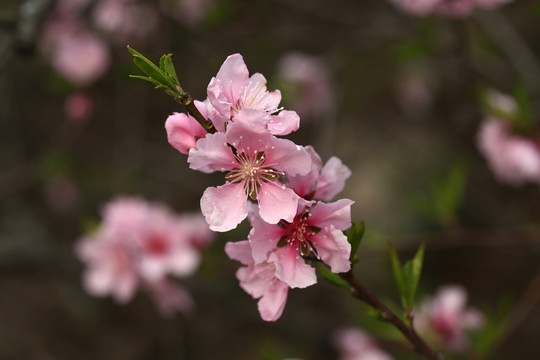 桃花